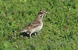 Lark Sparrow